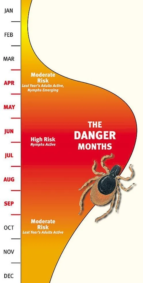 Infographic showing tick danger months. Moderate risk is March, April, September, October, November. High risk is May to August. Graph's shape resembles a tick. Highlights periods with active tick nymphs and last year's adults. Useful for tick control insights in Suffolk County, NY.