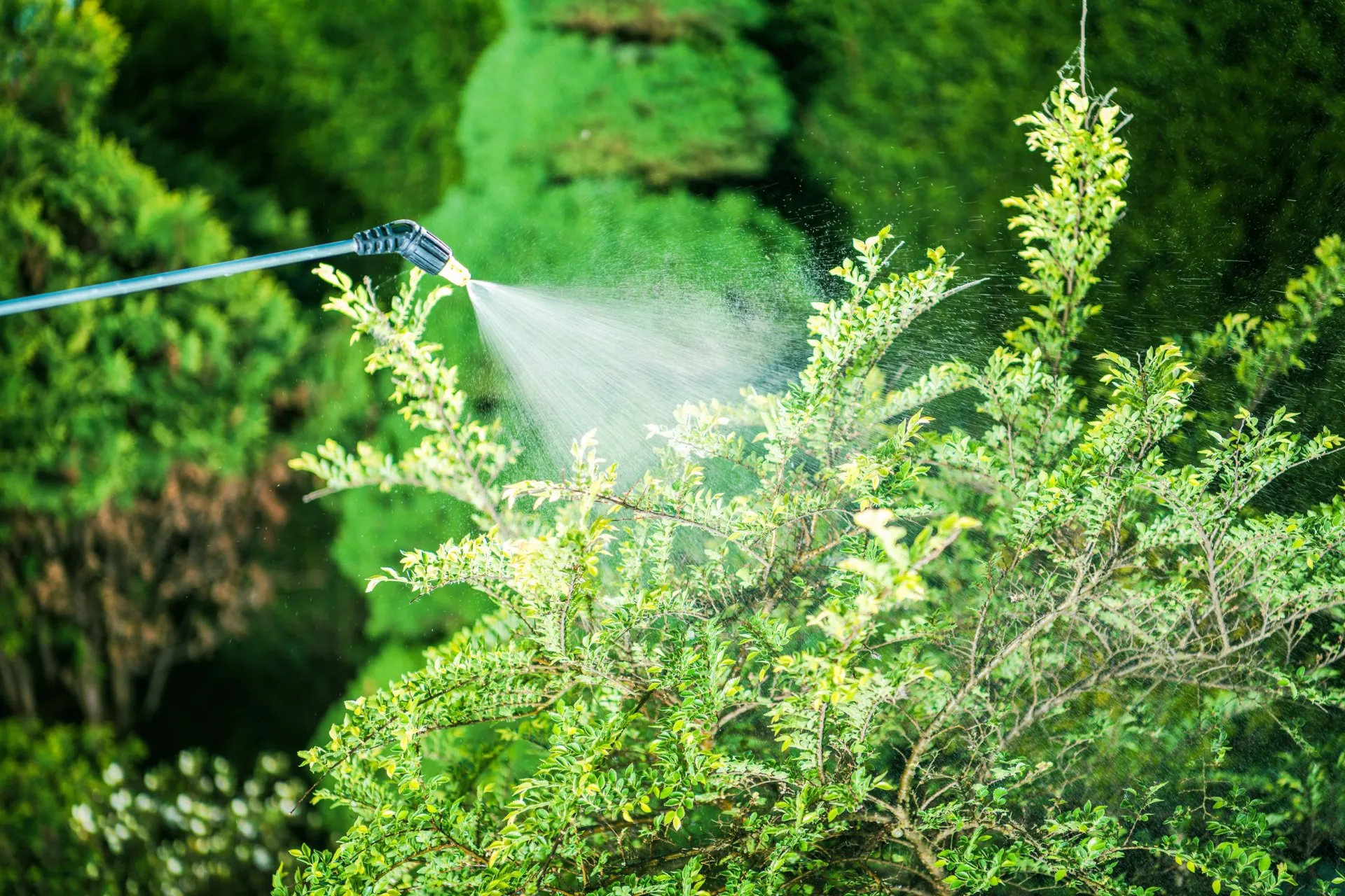A garden hose sprays water onto a green shrub, with a lush garden in the background. The water droplets form a mist around the plant, aiding natural tick control in Suffolk County, NY.