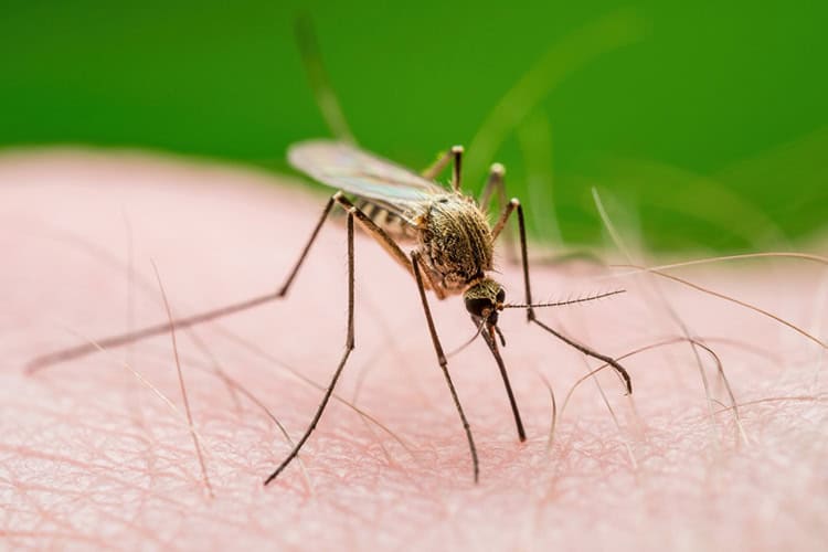 A close-up image of a mosquito with a slender body and long legs, perched on human skin. The mosquito's proboscis is inserted into the skin, set against a blurred green background. This scene underscores the importance of pest control in Suffolk County, NY.