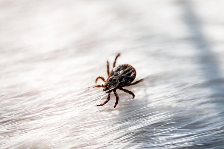 A close-up of a tick on white fur highlights the need for tick control in Suffolk County, NY. The small, dark creature contrasts with the soft, slightly blurred fur in the foreground, emphasizing the importance of effective pest control measures.