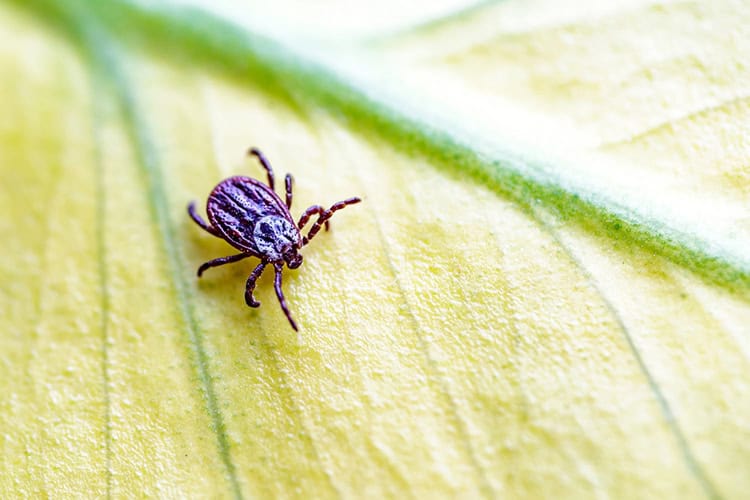 Close-up of a brown tick with an intricate pattern on a light green leaf in Suffolk County, NY. The leaf's veins form a textured backdrop, emphasizing the tick's minute details—ideal for those considering tick control in the area.