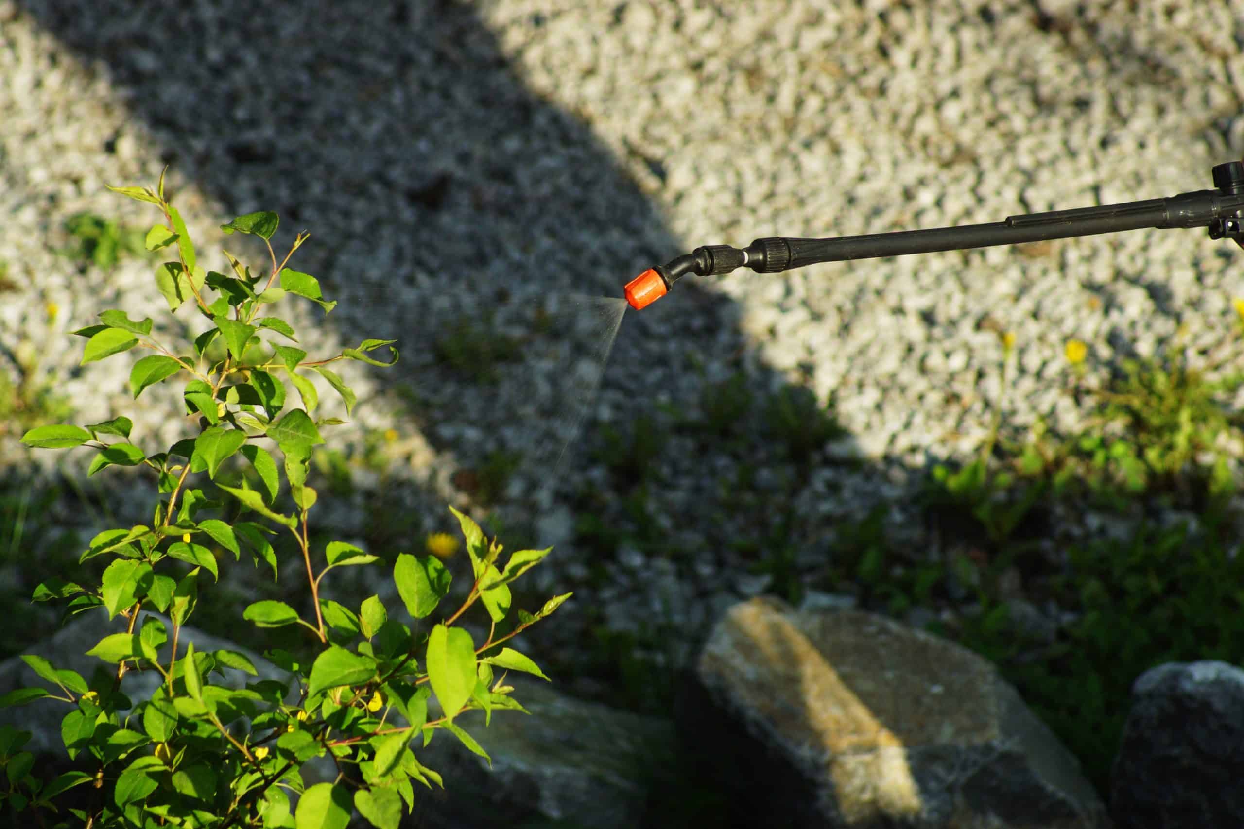 A garden sprayer nozzle is gently watering a small green plant, perfect for pest control in Suffolk County NY. The background features a gravel-covered surface with scattered stones and subtle shadows.