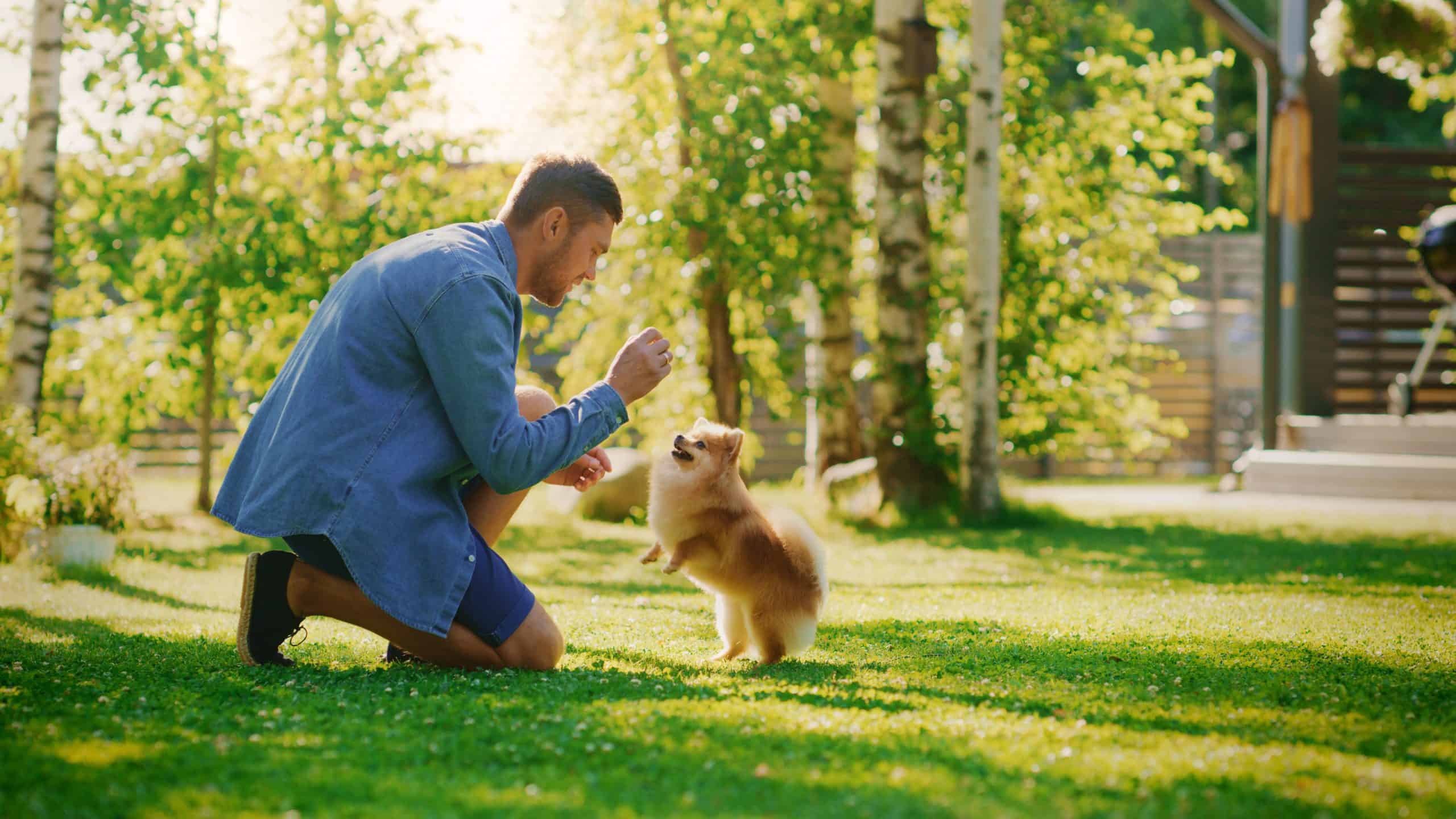 A man kneels on the grass, playfully interacting with a small, fluffy dog standing on its hind legs. The sunlit setting, dotted with trees and a fence in the background, evokes a playful backyard scene in Suffolk County NY where pest control is key to maintaining such serene moments.
