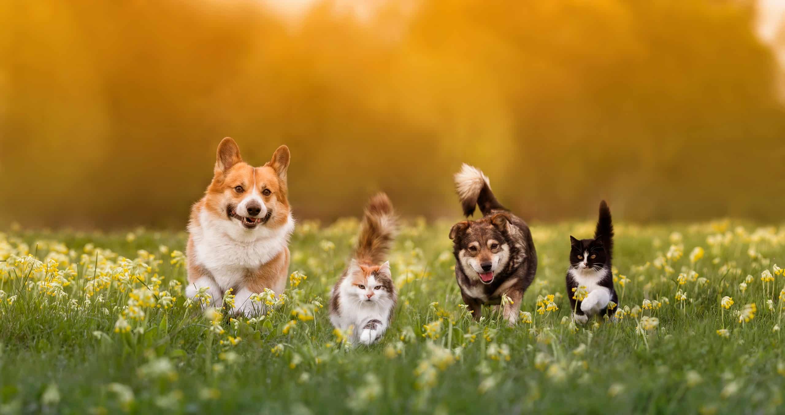In a field of vibrant yellow flowers, two dogs and two cats frolic joyfully, embodying the spirit of nature. The warm, blurred autumn colors in the background add to the cheerful atmosphere, reminiscent of how tick control in Suffolk County, NY ensures pets can play freely and safely.