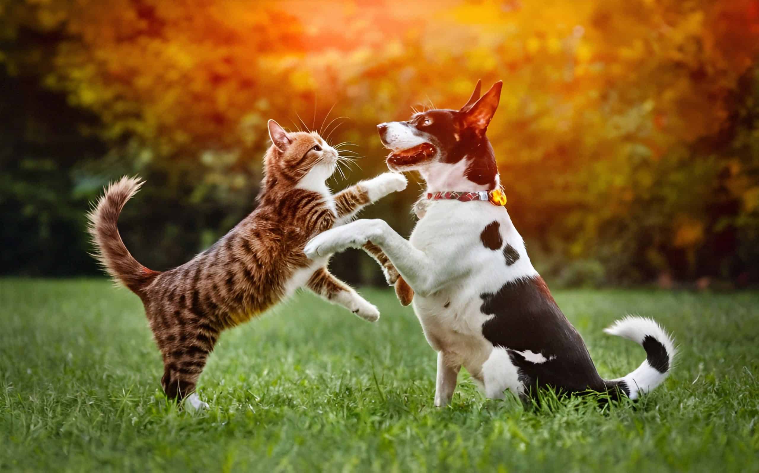 A cat and a dog playfully interact on a grassy field, basking in the sunlit garden's warmth in Suffolk County, NY. The cat stands on its hind legs, pawing at the dog with curiosity, ensuring their fun is free from pesky interruptions thanks to reliable tick control.
