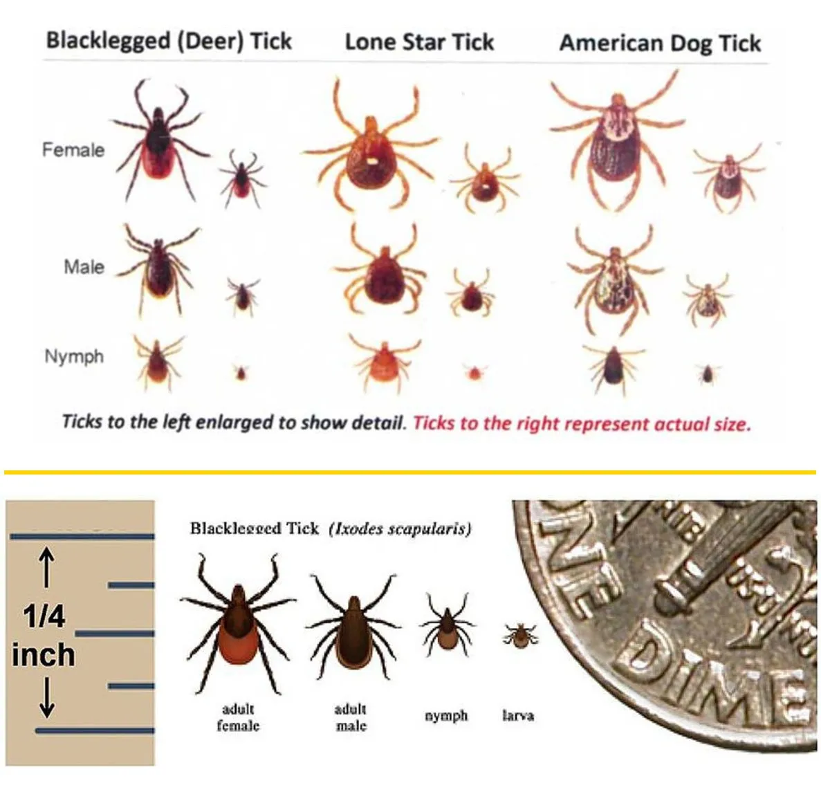 Chart displaying three tick types: Blacklegged (Deer), Lone Star, and American Dog, each with female, male, and nymph stages. Sizes are compared to a dime and scale ruler. Ideal for those considering pest control in Suffolk County NY or exploring tick control options locally.
